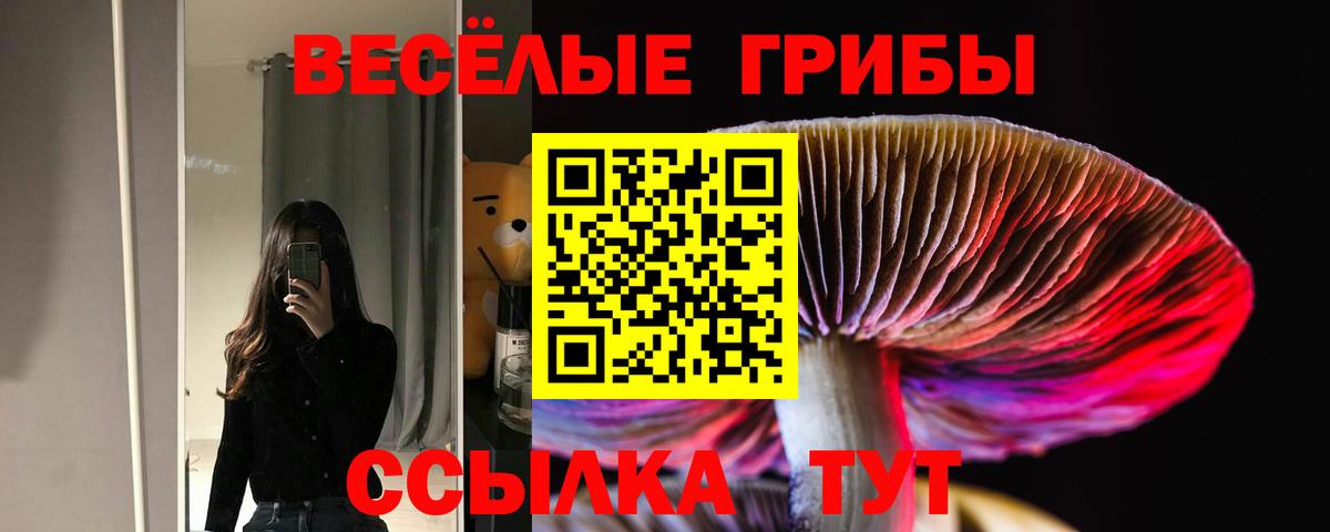 Псилоцибиновые грибы Psilocybe Новоалтайск